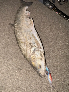 ウグイの釣果