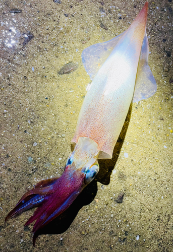 ササイカの釣果