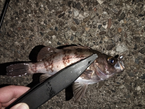 シロメバルの釣果