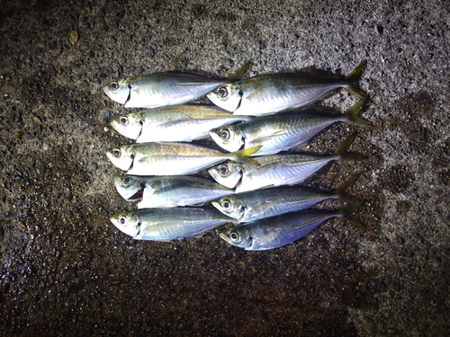 アジの釣果