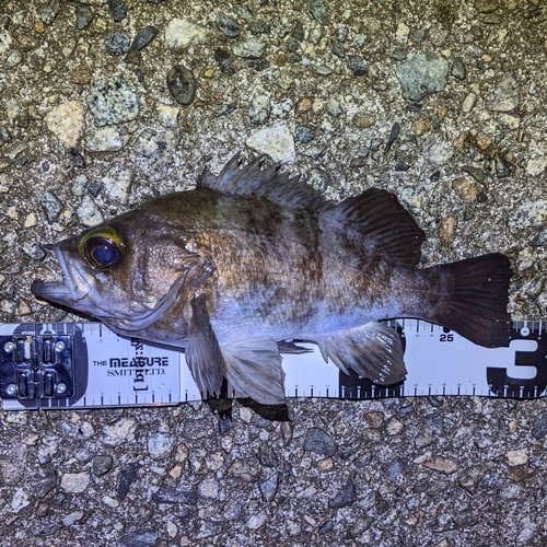 メバルの釣果