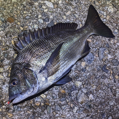 クロダイの釣果