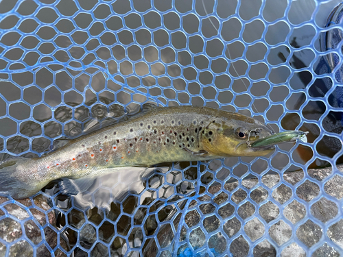 ブラウントラウトの釣果