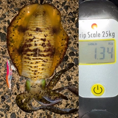 アオリイカの釣果