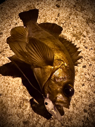 メバルの釣果