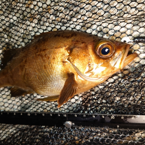 メバルの釣果