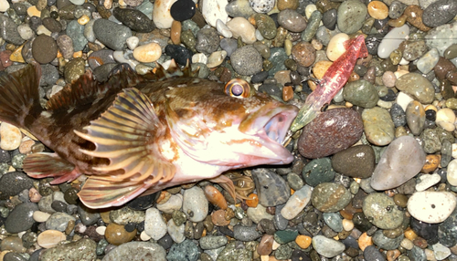 カサゴの釣果