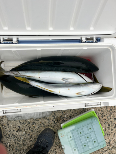 ヤズの釣果