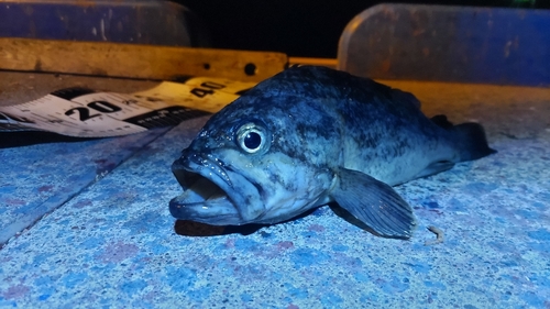 クロソイの釣果