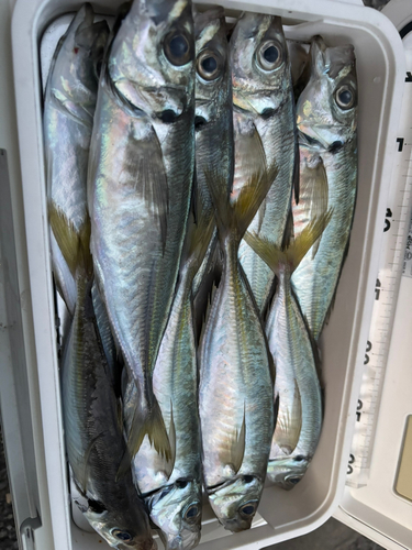 アジの釣果