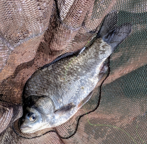 ヘラブナの釣果