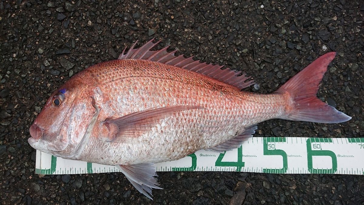 ヤエンマスターさんの釣果 1枚目の画像