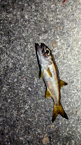 クロムツの釣果