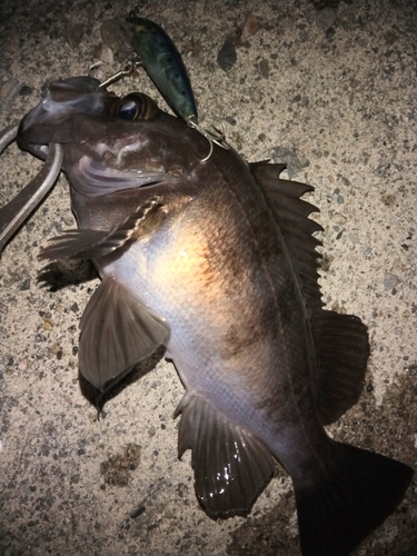 シロメバルの釣果