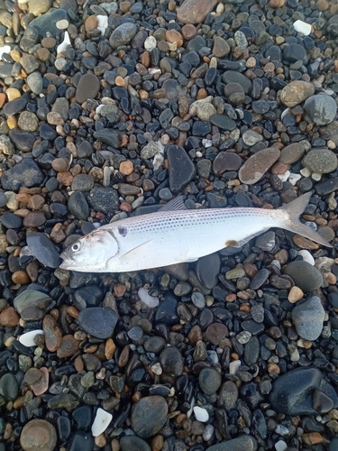 コノシロの釣果