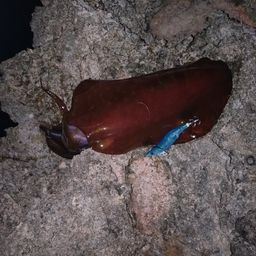 アオリイカ