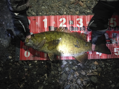 スモールマウスバスの釣果