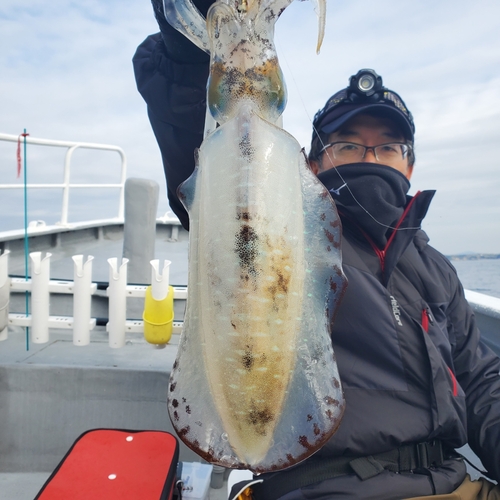 アオリイカの釣果