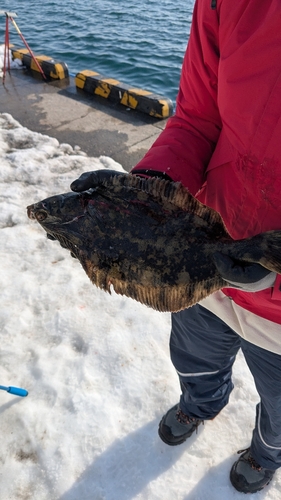 クロガシラガレイの釣果