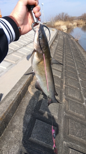 アメリカナマズの釣果