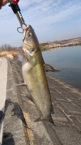 アメリカナマズの釣果