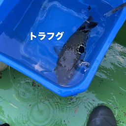 トラフグ
