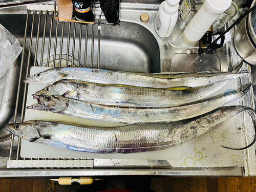 タチウオの釣果