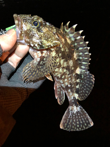 カサゴの釣果