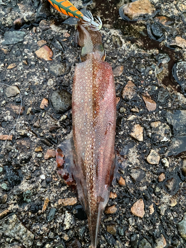 ヤリイカの釣果