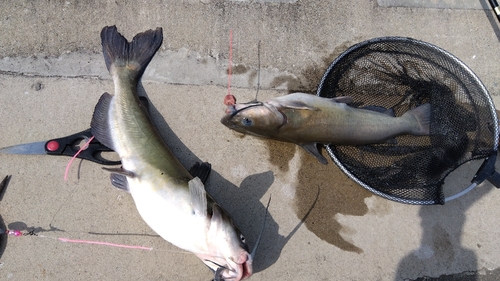 アメリカナマズの釣果