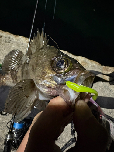 メバルの釣果