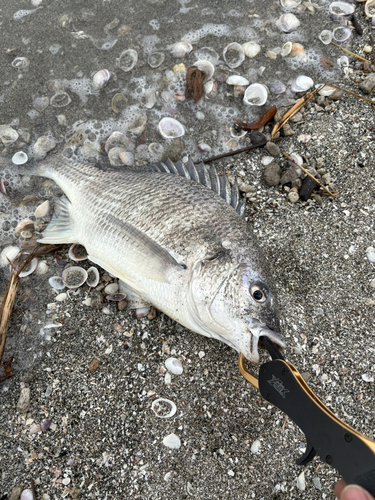 チヌの釣果