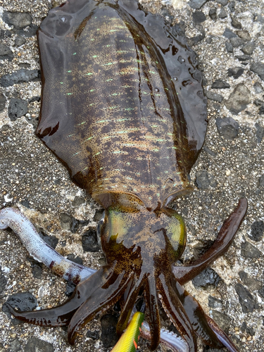 アオリイカの釣果