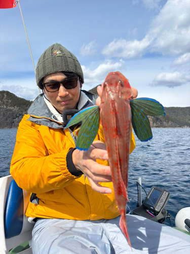 ホウボウの釣果