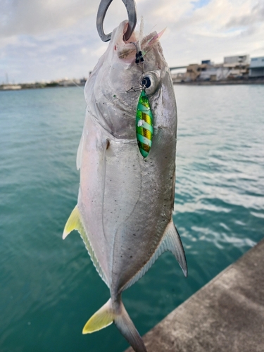 オニヒラアジの釣果