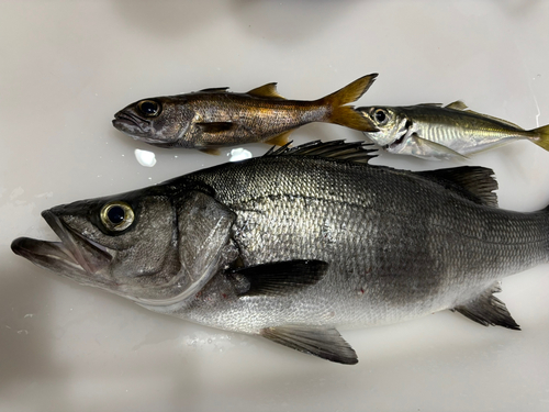 スズキの釣果