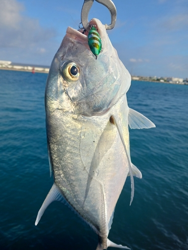 ロウニンアジの釣果