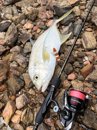 オニヒラアジの釣果