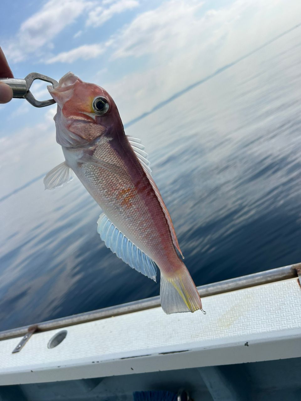 きンちゃンさんの釣果 1枚目の画像