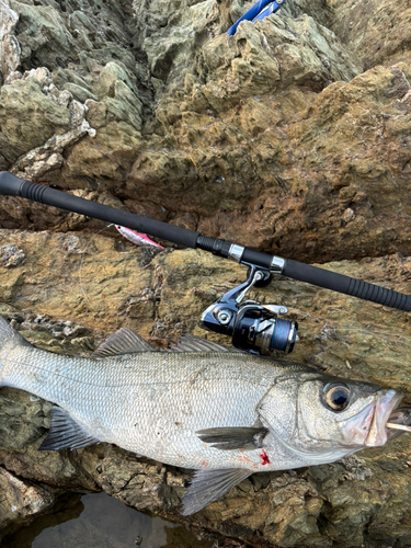 ヒラスズキの釣果