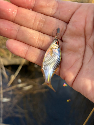 タイリクバラタナゴの釣果