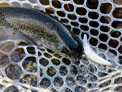 ニジマスの釣果