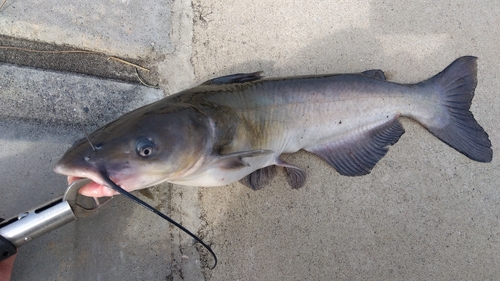 アメリカナマズの釣果