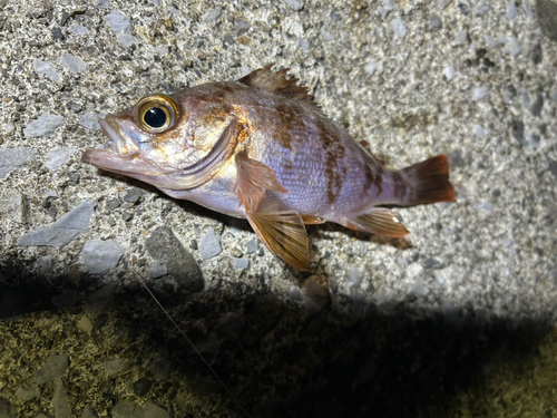 シロメバルの釣果