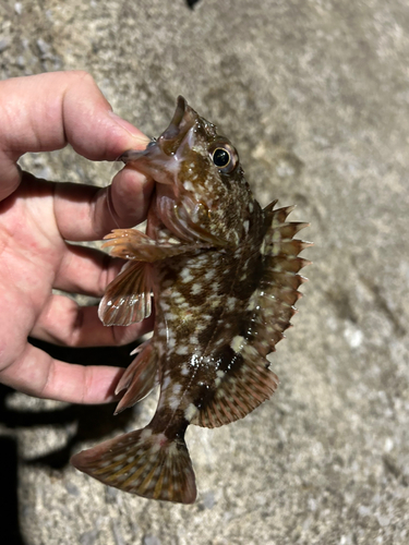 カサゴの釣果