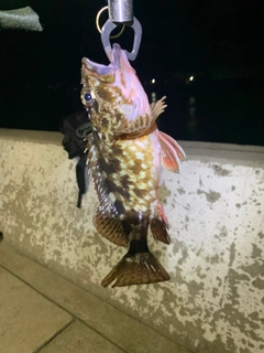 アラカブの釣果