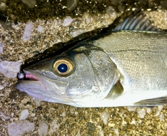 セイゴ（ヒラスズキ）の釣果
