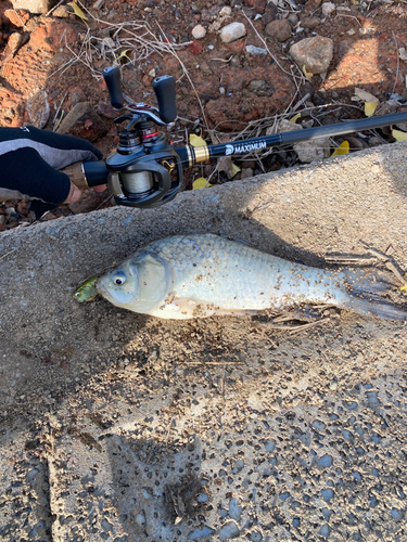 フナの釣果