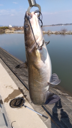 アメリカナマズの釣果