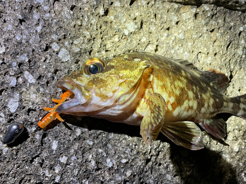 カサゴの釣果